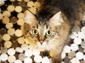 おねだり抱っこで「ねこぴったん」しちゃう　保護猫「ナスカ」