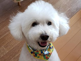 サロン帰りでピカピカ　元気で食いしん坊なトイプードル「空」