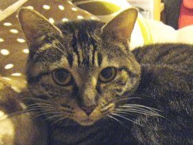 お医者さんからアレルギー宣告　検査結果には「猫４つ」