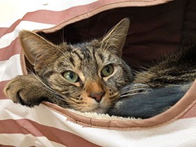 同居猫の嚙みぐせを治した救世主！　松潤似のスコ「ジェイ」