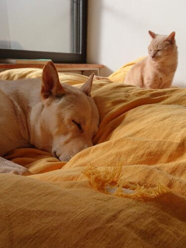 「今は２階で一緒に寝る仲」（鈴木先生提供）