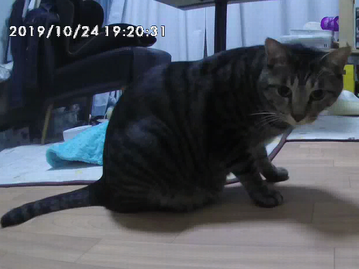 外出先からスマホで「はっぴー」と呼びかけると、「なあに？」とカメラ前に近づいてきました（スマホで撮影）