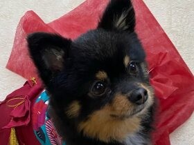 ポメラニアン「クノール」　ハンデがあってもピョンピョン跳ねて遊んで毎日元気！