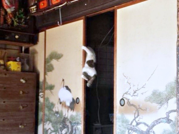 ふすまをよじ登るみぃ～みぃ～ちゃん（画像提供：みぃ～みぃ～ちゃんとジャミラズさん）