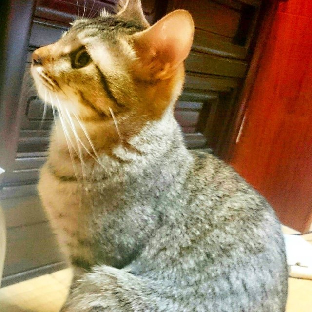 家族になった頃、横顔も可愛いい