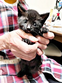 ぶるぶると震えていたジョンちゃん（画像提供：みぃ～みぃ～ちゃんとジャミラズさん）