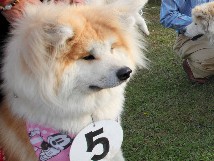 ふさふさロン毛の秋田犬が集まり「ぶさカワ」コンテスト