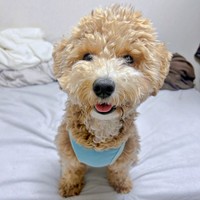 パヤ毛がかわいらしいたむくん（画像提供：たむさん）