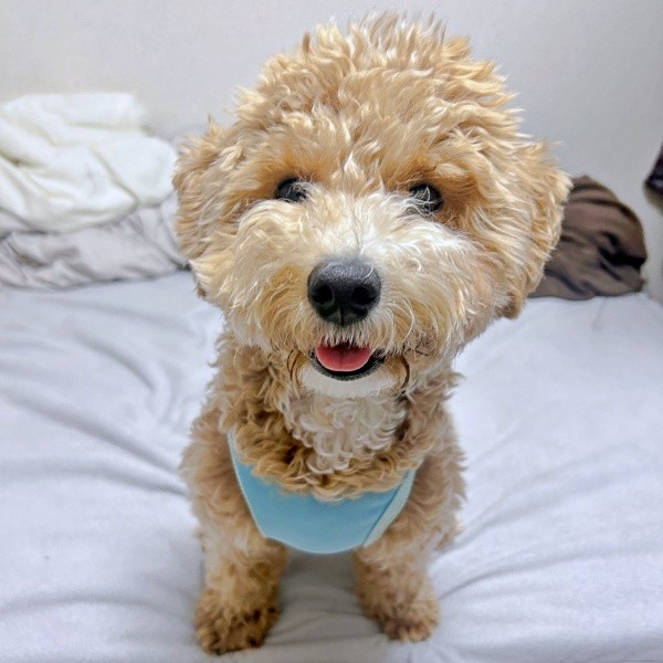 パヤ毛がかわいらしいたむくん（画像提供：たむさん）