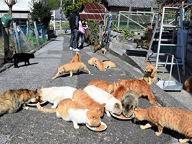 100匹の猫暮らす「深島」、犬飼ってはならぬと言い伝え