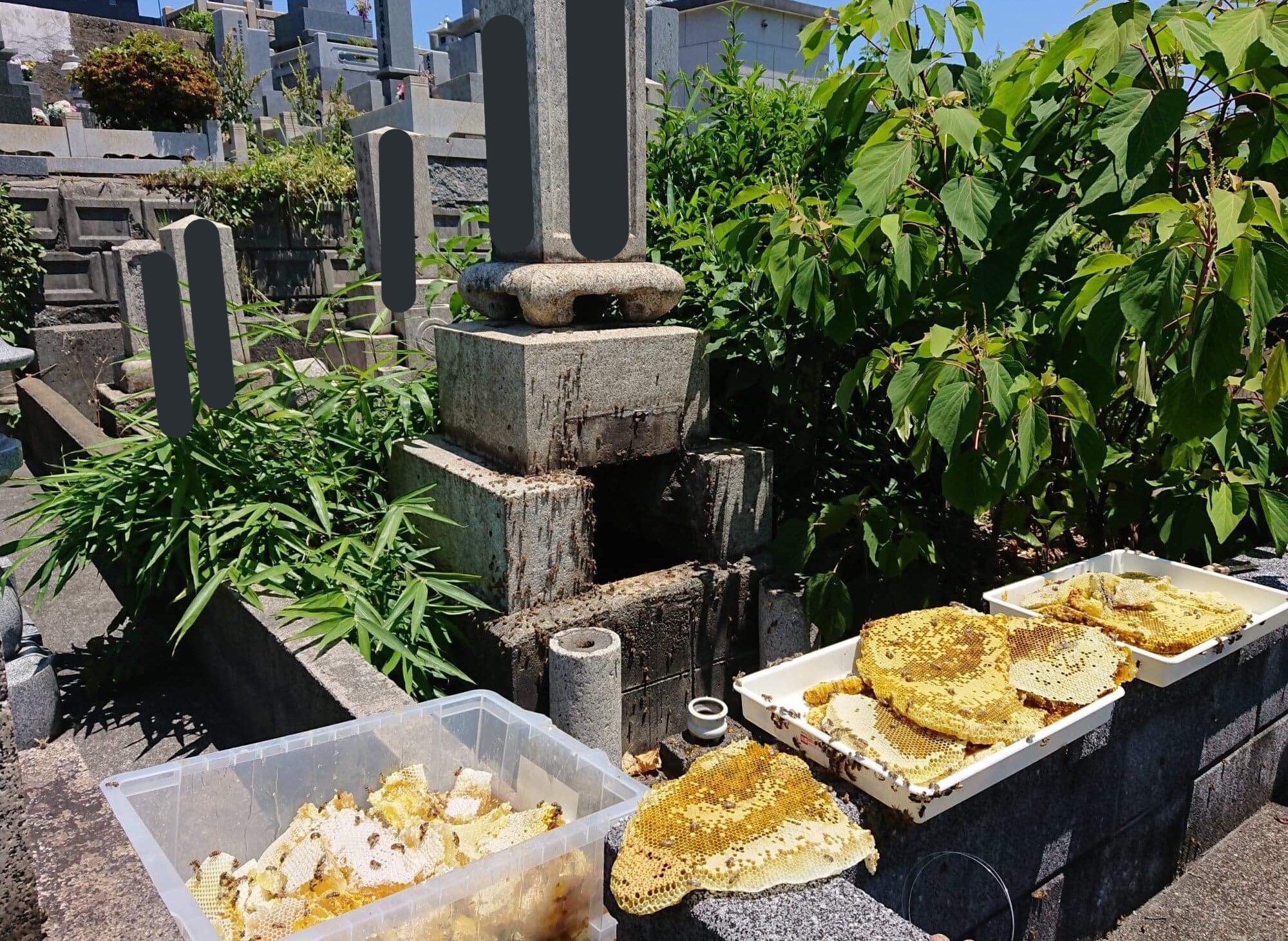 蜂の巣 えっ、そこに作ったの？お墓の中から大量のニホンミツバチの巣を発見