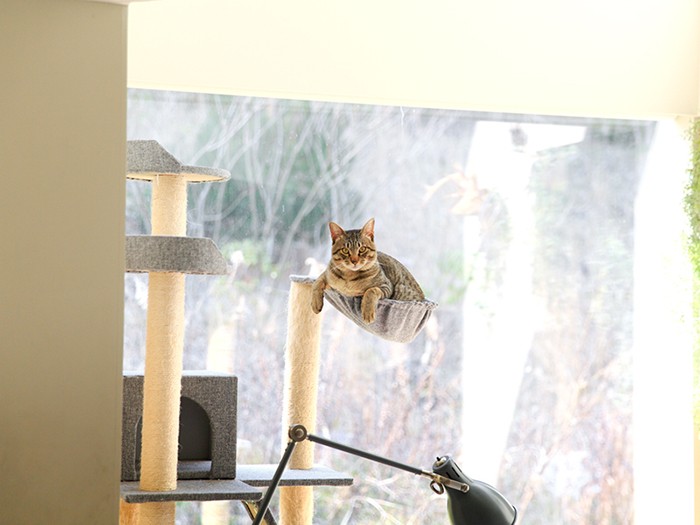 お手手がクソ可愛いな！（とらまる）