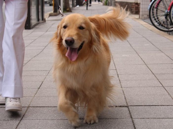 夏の散歩は注意が必要