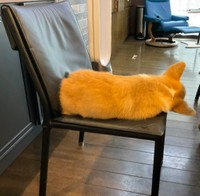 椅子の上に巨大エビフライ