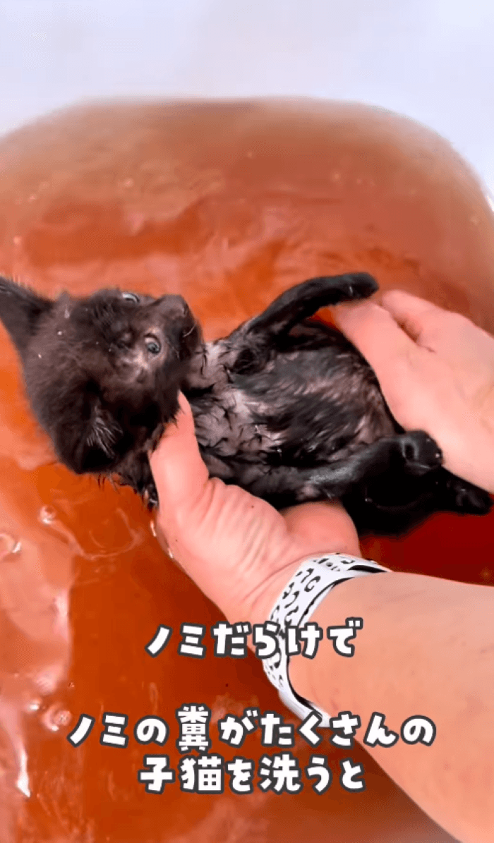 ノミの糞が溶けて、水が真っ赤 画像提供：かごねこ