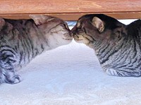 姉妹で鼻チュー♡ （左から）うめちゃん、ふじちゃん（画像提供：燦巻しおんさん）