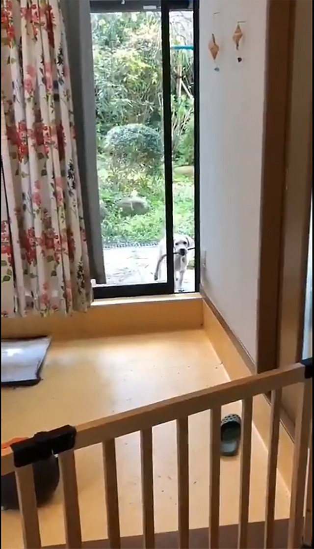 は、入れない…！（画像提供／マリムギ成長日記さん）