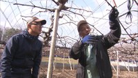 【特集】ブドウ農家を目指す　脱サラ移住者の挑戦！岡山・井原市