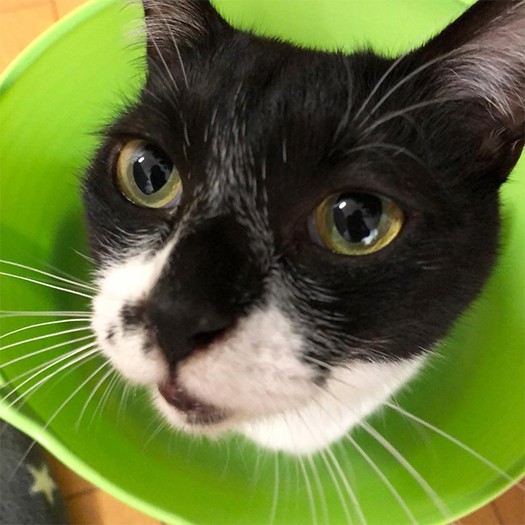 これもコスプレ？