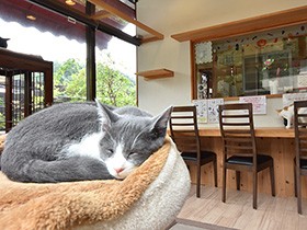 「ぶさかわ」スター猫生んだ保護猫カフェ　１０年で２８０匹譲渡