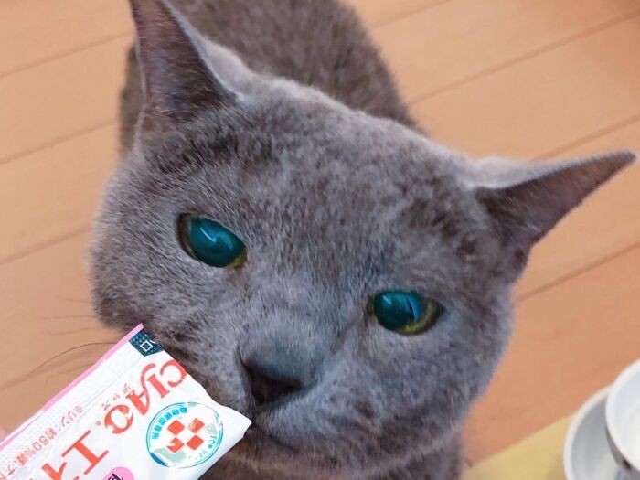 エネルギーちゅーる、ぺろぺろ「食べても痩せてきているので、“食べるチャンス”は逃しません。たとえ朝、起こされても。こっちゃんのためですから」（Ｍさん提供）