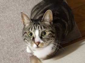 ワクワク、遊んでにゃ～！　甘えん坊が激しくなってきた元保護猫「いちか」