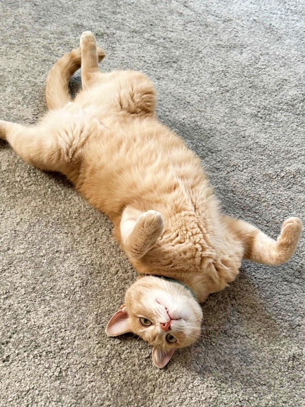 まるで踊っているようなへそ天姿でくつろぐきなこくん（画像提供：まっちゃさん）