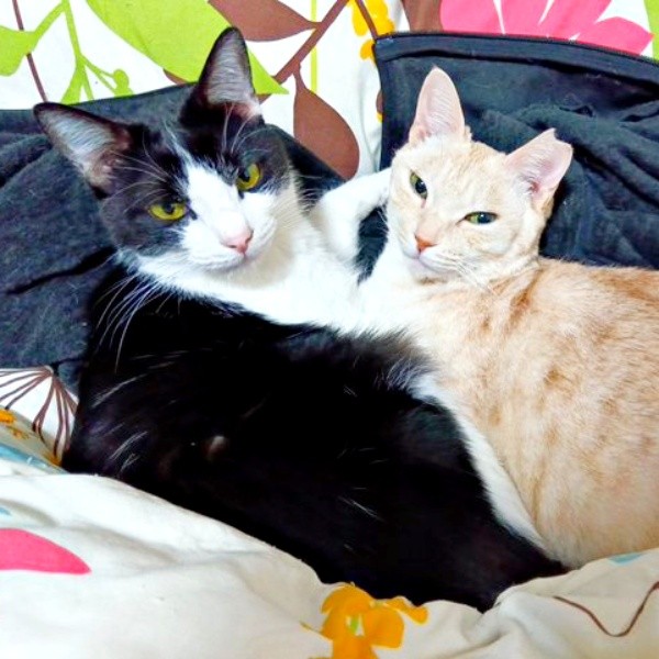 同居猫の朔ちゃんとアメリちゃん（画像提供：cittaちゃん）