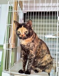 ほっかむりしているような柄が愛くるしい