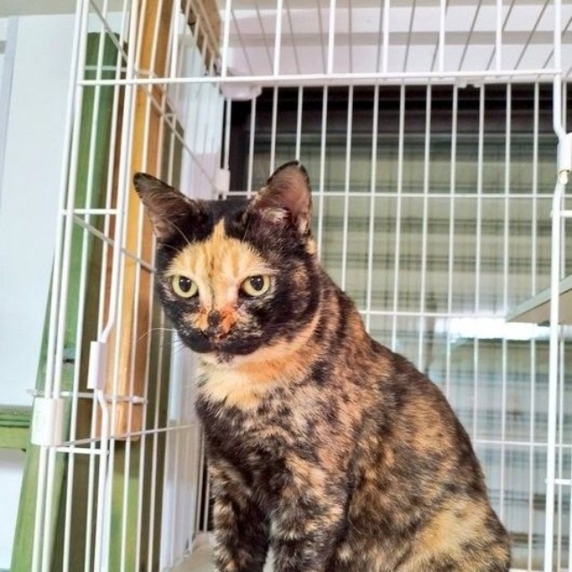 ほっかむりしているような柄が愛くるしい