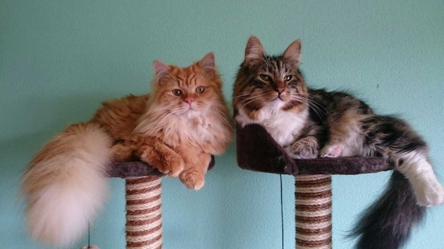 保護猫のレオナルド（右）とコニー、2匹仲良く記念撮影