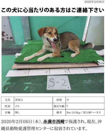 沖縄の動物愛護センターに収容された時（甲田さん提供）