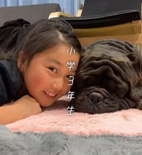 寝ているアトム君に寄り添うゆめちゃん（提供：＠americanbully_atom0106さん）
