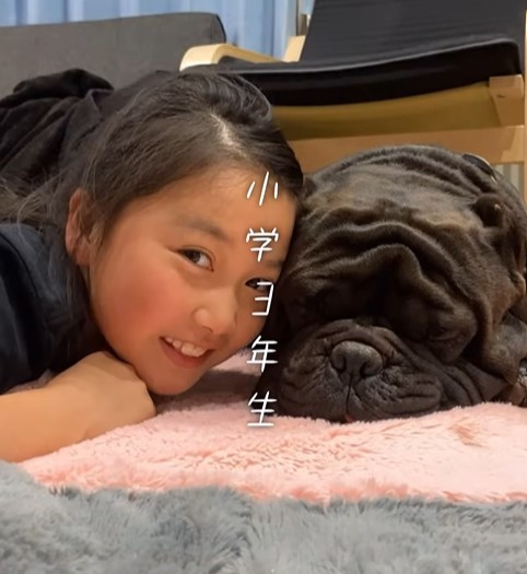 寝ているアトム君に寄り添うゆめちゃん（提供：＠americanbully_atom0106さん）
