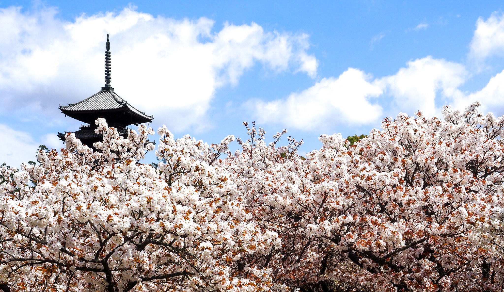 世界遺産「仁和寺」クラファンに約270万円集まる NFT導入など“攻め”の