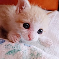 子猫時代のきなこちゃん_キトンブルーの瞳がキュートです（画像提供：きなこさん）