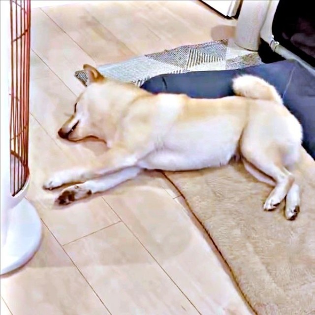 ストーブの前で眠るうるちゃん（画像提供：うるちゃんさん）