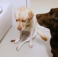 帰宅後、お風呂で放心状態になるまる子ちゃん（画像提供：ラブラドールのコナまる子さん）