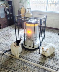 先住猫とともにストーブを囲むグミちゃん（画像提供：山口夏実さん）