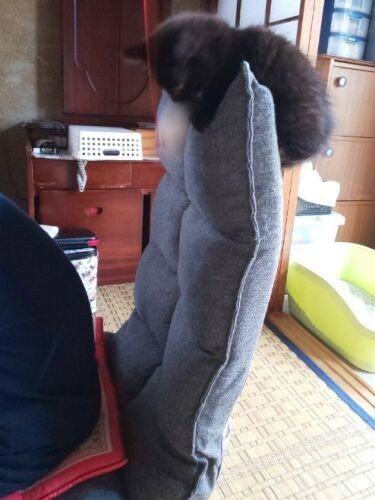 座椅子に乗って遊んでいます（利恵さん提供）