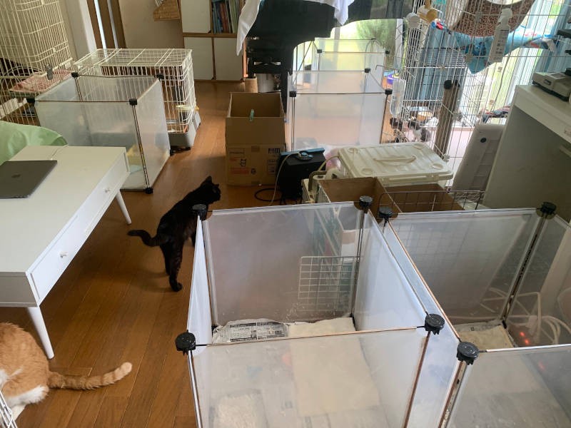 「乳飲み子祭り」になると、迷路のような状態に