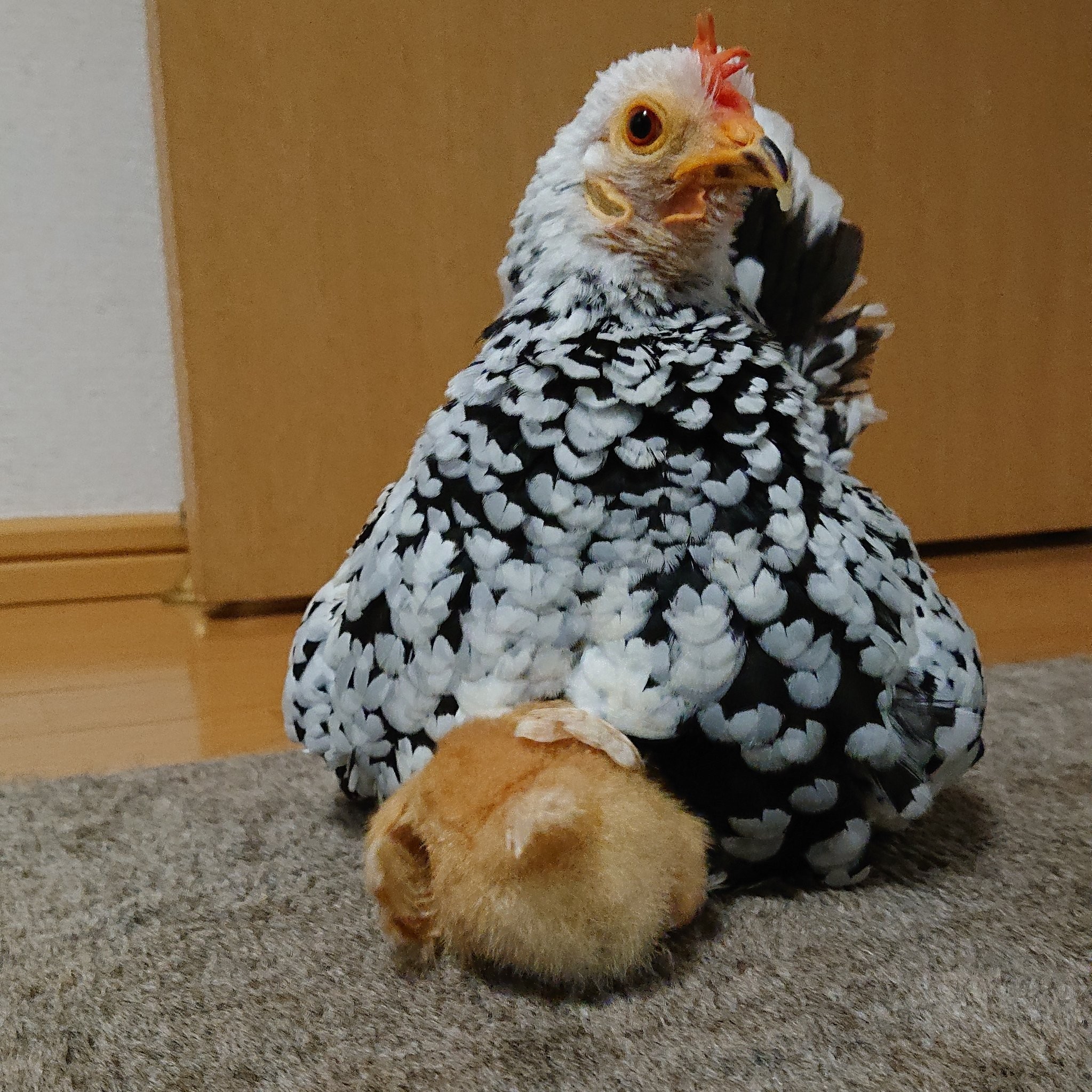 ニワトリさんの脇からヒヨコが生えてる？お尻からも？血は繋がらずとも