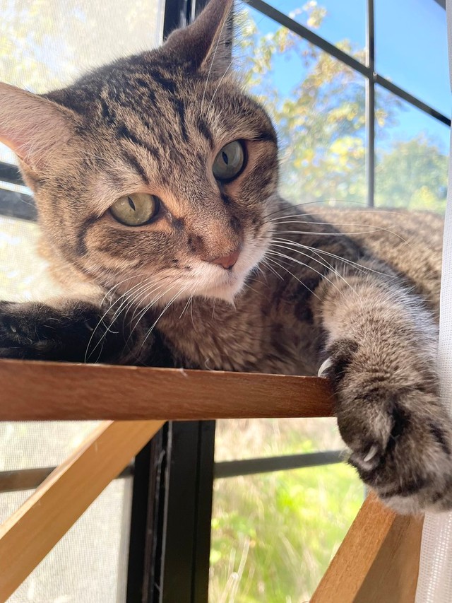 2年前、窓辺で日向ぼっこするまろちゃん（画像提供：こまちさん）