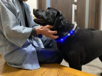 なでなでも嬉しいな＝黒ラブのエマさん（@emma_kurolab）提供