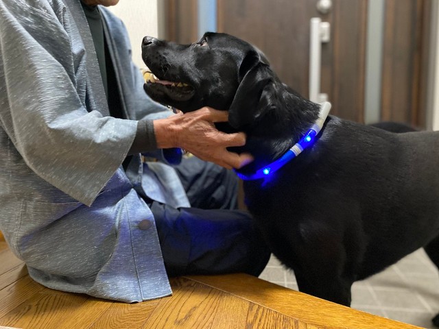 なでなでも嬉しいな＝黒ラブのエマさん（@emma_kurolab）提供