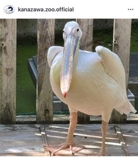 横浜市立金沢動物園（@kanazawa.zoo.official）の公式インスタグラムより