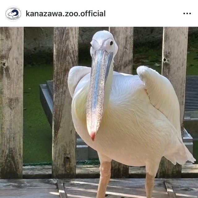 横浜市立金沢動物園（@kanazawa.zoo.official）の公式インスタグラムより
