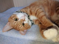 ちょっと寄り目なところも可愛い判くん