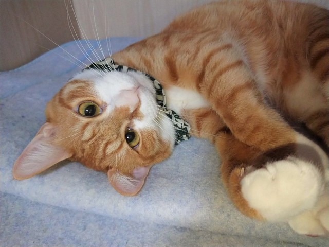 ちょっと寄り目なところも可愛い判くん