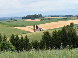 もう観ることの叶わない光景は、土の香りで、いつでも私の目の前に
